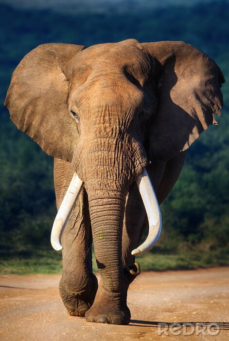 Sticker  Éléphant marchant sur la route