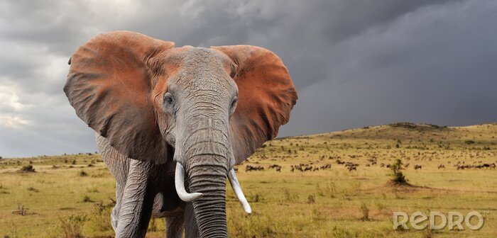 Sticker  Éléphant sur fond de nuages