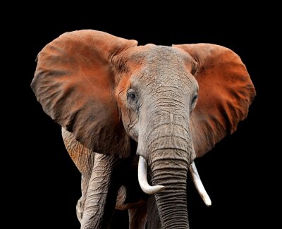 Sticker  Éléphant sur fond sombre