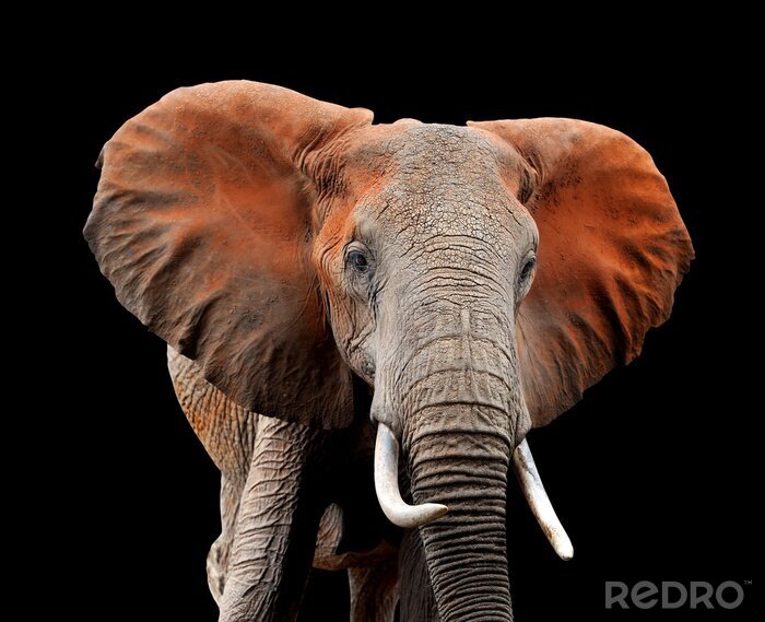 Sticker  Éléphant sur fond sombre