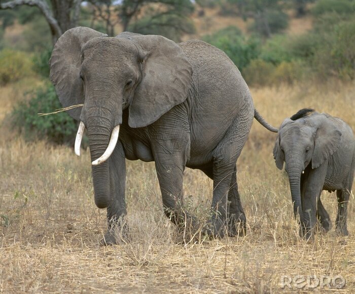 Sticker  éléphants