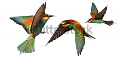 Sticker  ensemble d'oiseaux de couleur en vol isolé sur fond blanc