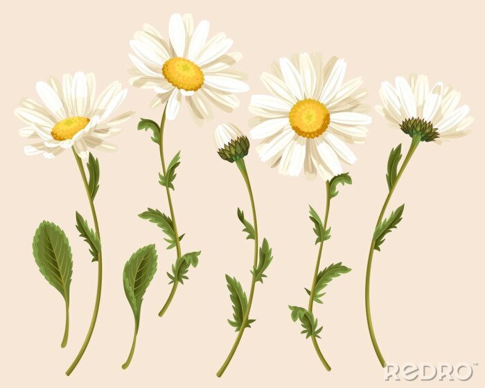 Sticker  Ensemble de camomiles