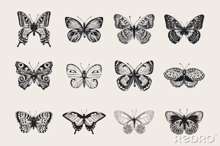 Sticker  Ensemble de papillons. Vector illustration vintage classique. Noir et blanc