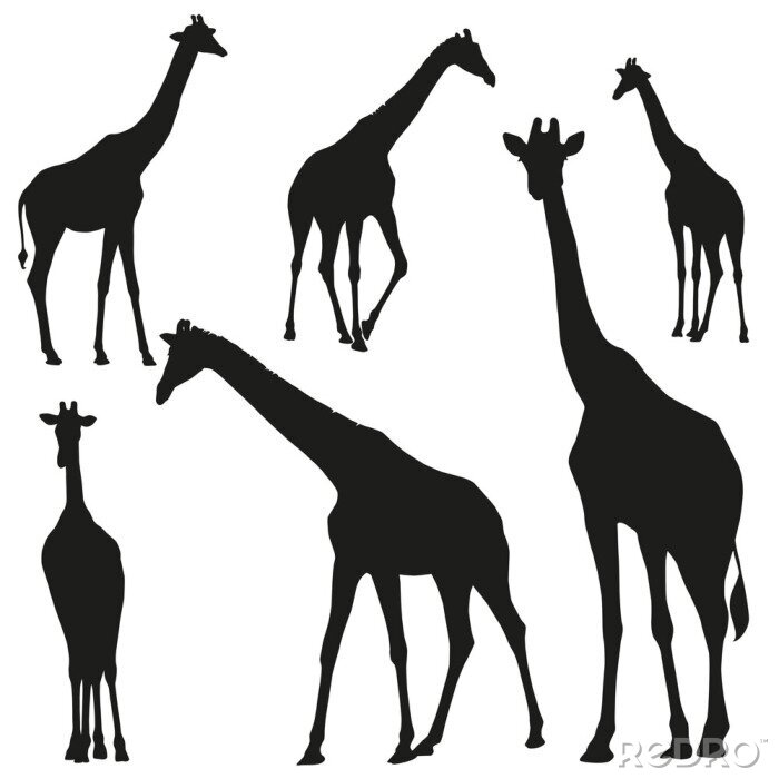 Sticker  Ensemble, vecteur, silhouettes, girafes