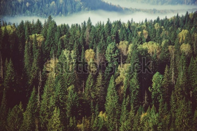 Sticker  épais brouillard recouvert d'épaisse forêt de conifères.
