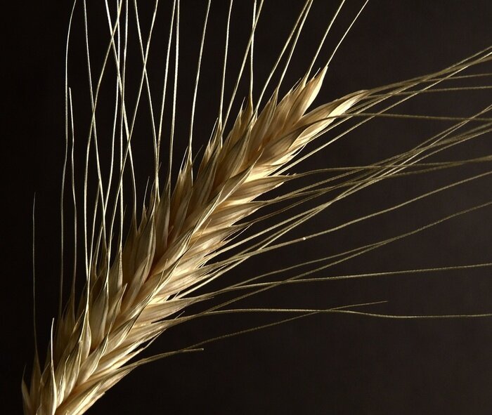 Sticker  Épi de blé sur fond sombre