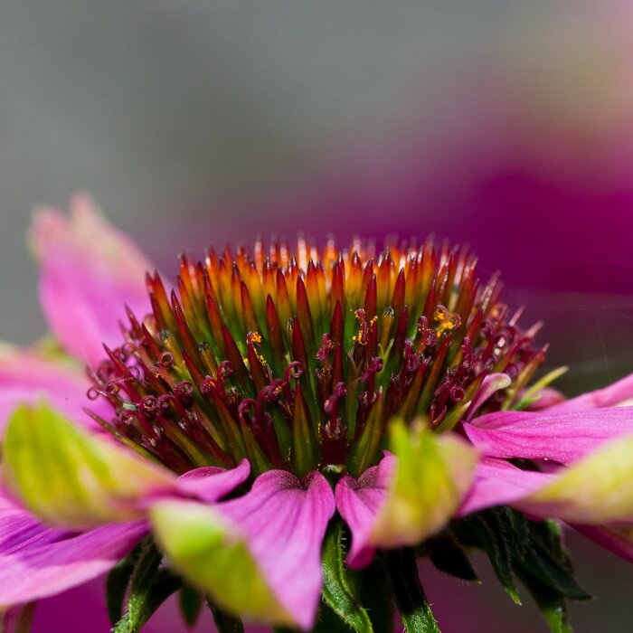 Sticker  épis de fleurs