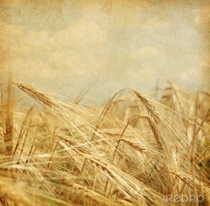 Sticker  Esthétique rétro épis de grain