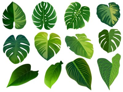 Sticker  Été, feuilles de printemps ensemble. Icône plate verte. vecteur, isolé sur blanc