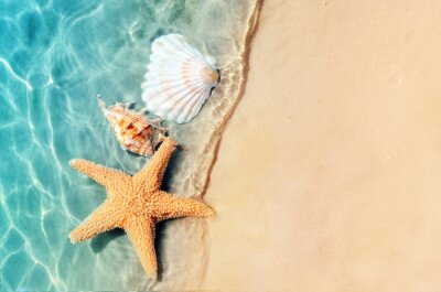 Sticker  étoile de mer et coquillage sur la plage d'été en eau de mer.
