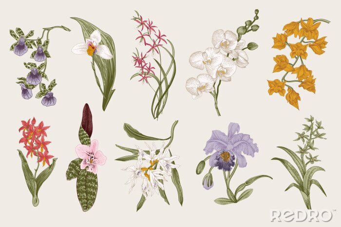 Sticker  Exotische orchideeënsoorten met bladeren