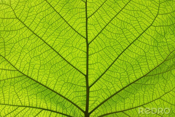 Sticker  Extreme close up texture de veines de feuilles vertes