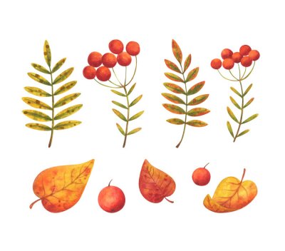 Sticker  Fallen leaves and red berries of mountain ash. A set of autumn images. Stock watercolor plants. Collection of decorative elements isolated on a white background