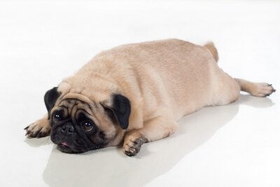 Sticker  Fat pug lying on ground
