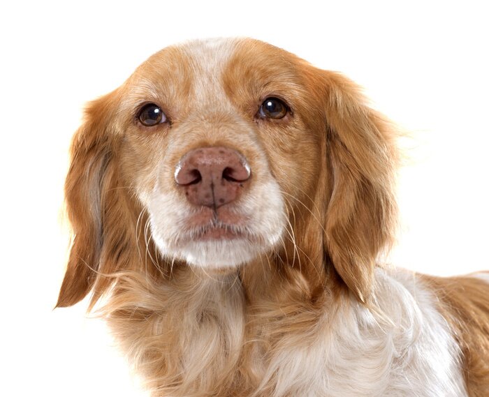 Sticker  Femelle Brittany Spaniel