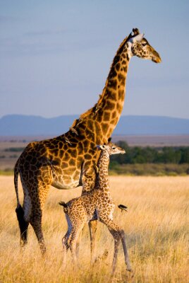 Femme girafe avec un bébé dans la savane. Kenya. Tanzanie. Afrique de l'Est. Une excellente illustration.