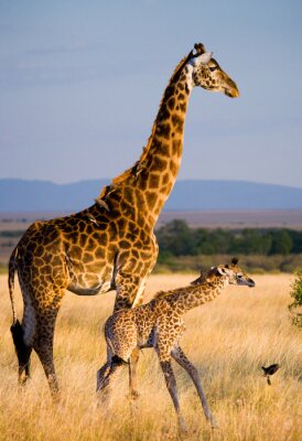 Sticker  Femme girafe avec un bébé dans la savane. Kenya. Tanzanie. Afrique de l'Est. Une excellente illustration.