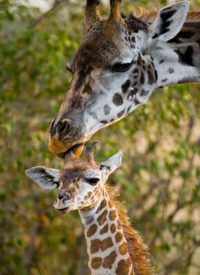 Sticker  Femme girafe avec un bébé dans la savane. Kenya. Tanzanie. Afrique de l'Est. Une excellente illustration.