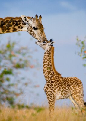 Sticker  Femme girafe avec un bébé dans la savane. Kenya. Tanzanie. Afrique de l'Est. Une excellente illustration.