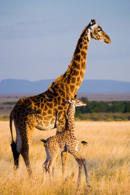 Sticker  Femme girafe avec un bébé dans la savane. Kenya. Tanzanie. Afrique de l'Est. Une excellente illustration.