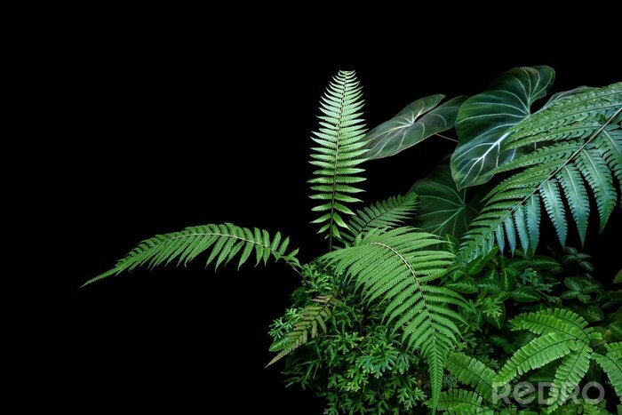 Sticker  Fern fronds, philodendron leaves (Philodendron gloriosum) and tropical foliage rainforest plants bush on black background.