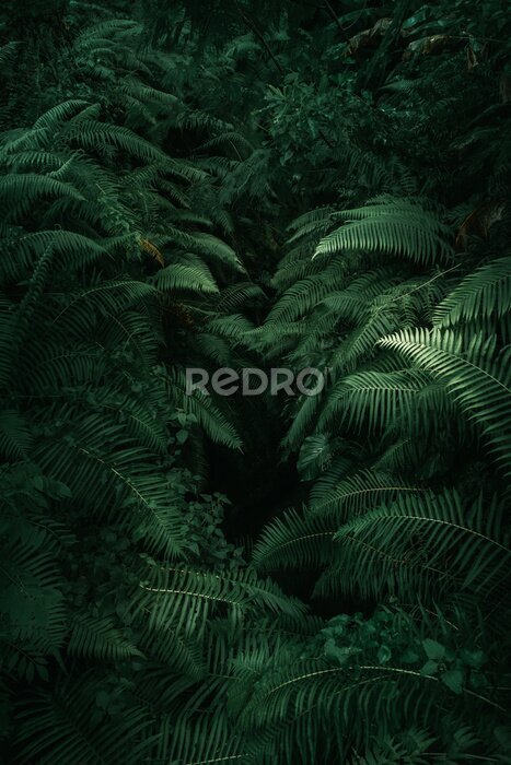Sticker  Ferns in the forest, Bali. Beautiful ferns leaves green foliage. Close up of beautiful growing ferns in the forest. Natural floral fern background in sunlight. 