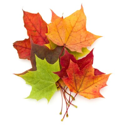 Sticker  feuille d'érable automne coloré isolé sur fond blanc