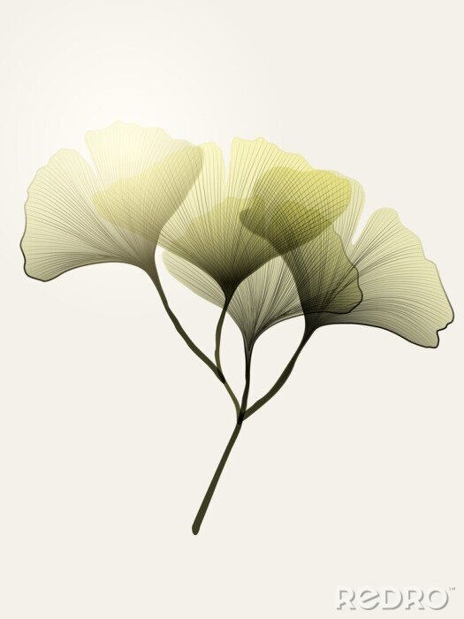Sticker  Feuille de ginkgo vert