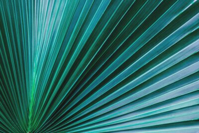 Feuille de palmier 3D