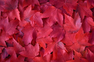 Sticker  Feuilles d'automne rouges