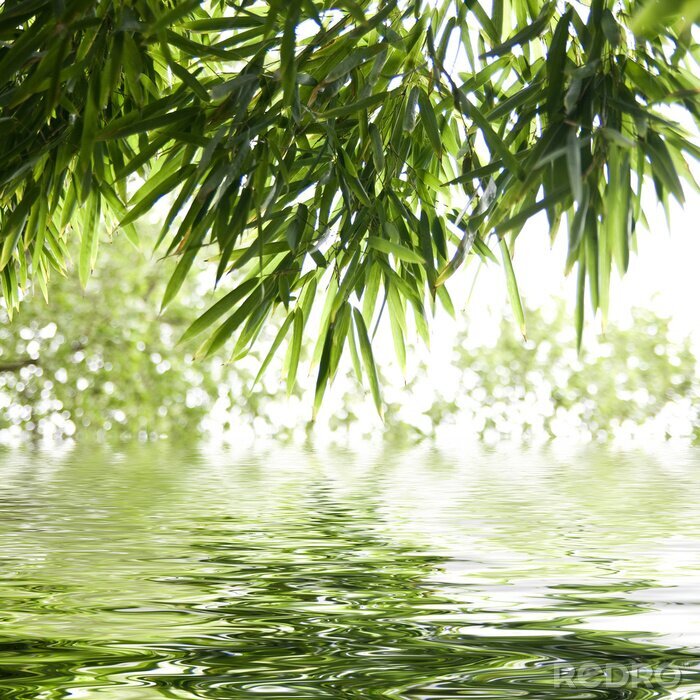 Sticker  Feuilles de bambou au bord de l'eau