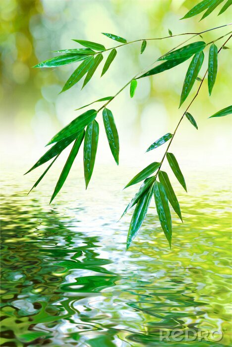 Sticker  Feuilles de bambou au-dessus de l'eau calme