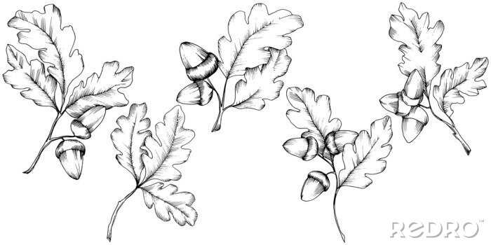 Sticker  Feuilles de chêne automne de vecteur. Feuillage floral du jardin botanique des plantes à feuilles. Élément d'illustration isolé. Feuille de vecteur pour le fond, la texture, le motif d'emballage, le c