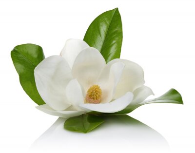 Sticker  Feuilles de magnolia