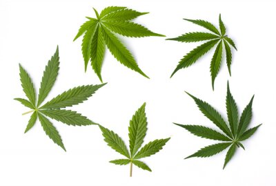 Sticker  Feuilles de marijuana isolées sur fond blanc