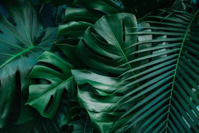 Papier peint  Feuilles de Monstera