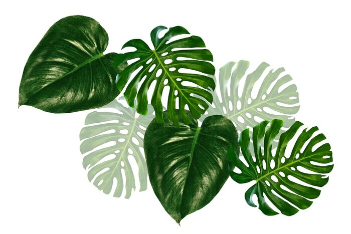 Sticker  Feuilles de monstera vert foncé foncé