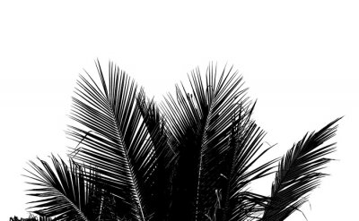 Sticker  Feuilles de palmier noires aux formes élancées