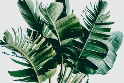 Sticker  Feuilles de palmier vert foncé sur fond blanc