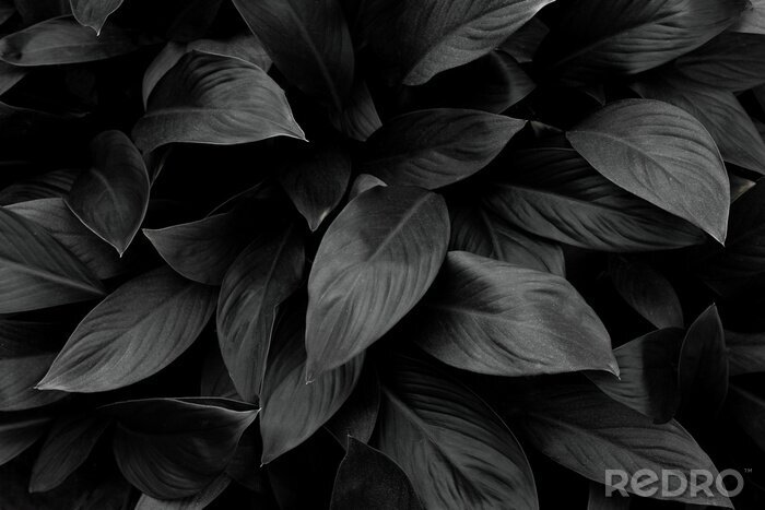 Sticker  Feuilles de plantes tropicales se bouchent