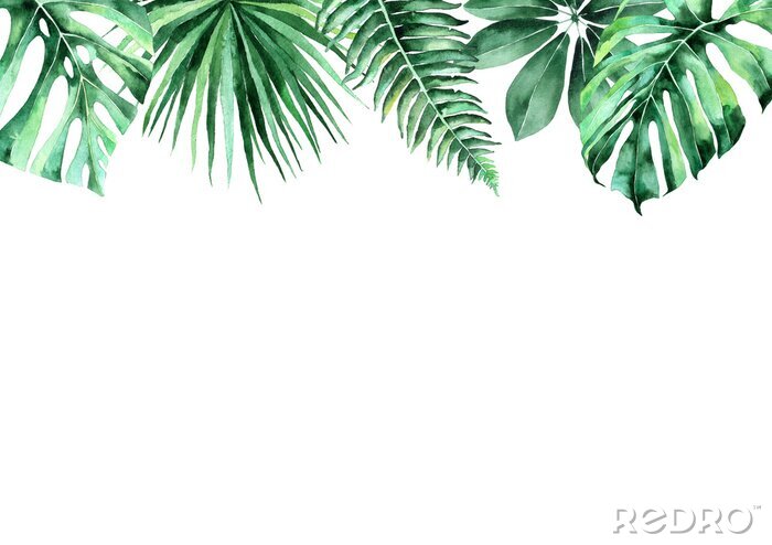 Sticker  Feuilles de plantes tropicales sur fond blanc