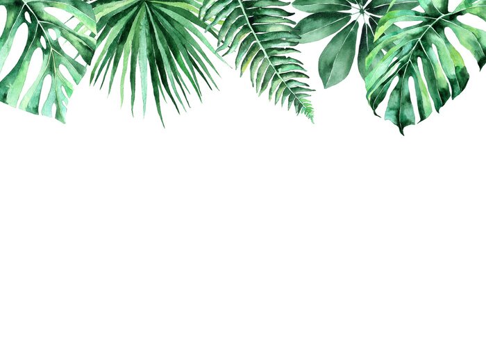 Sticker  Feuilles de plantes tropicales sur fond blanc