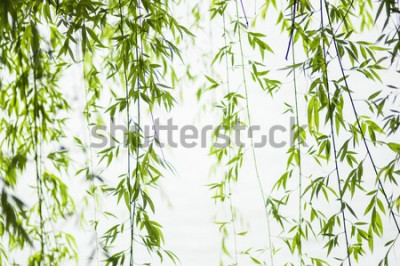 Sticker  feuilles de saule