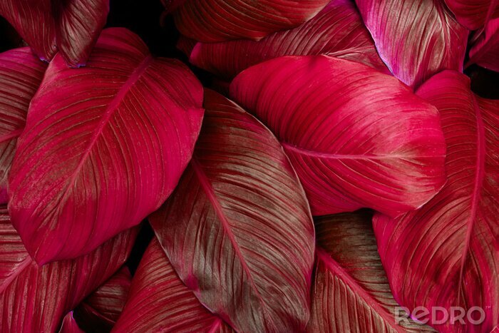 Sticker  Feuilles rouges