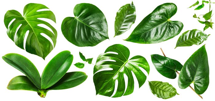 Sticker  Feuilles vert jungle
