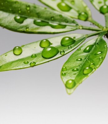 Feuilles vertes couvertes de rosée