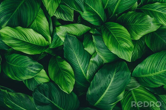 Sticker  Feuilles vertes dans le fourré