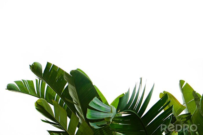 Sticker  Feuilles vertes de plantes tropicales