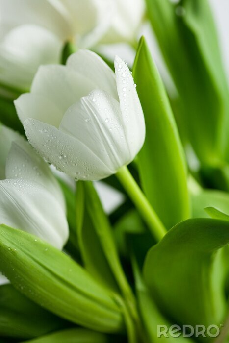 Sticker  Feuilles vertes et fleur blanche